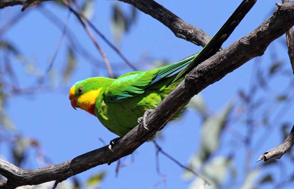 Superb Parrot - Tammy Walker