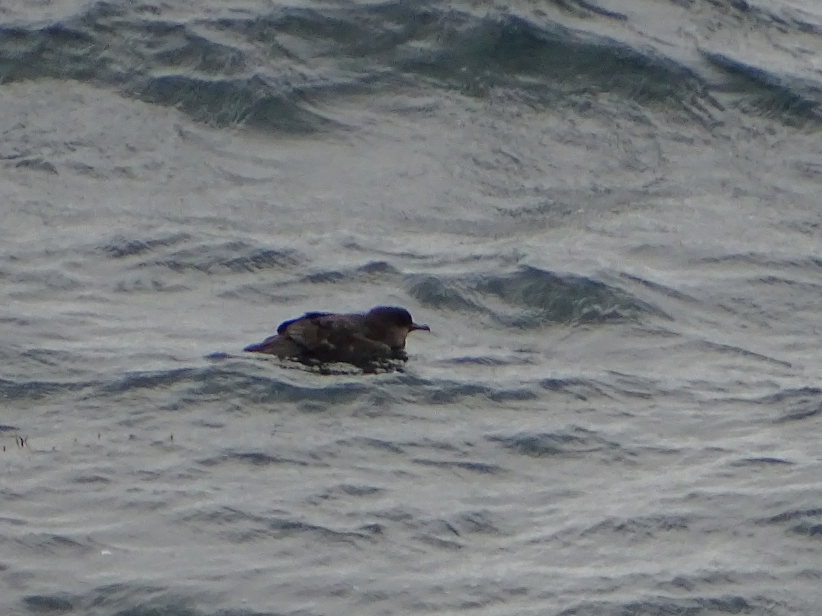 Short-tailed Shearwater - ML610722794