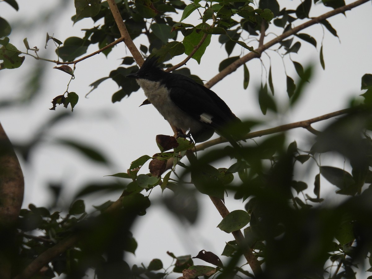 Pied Cuckoo - ML610722807