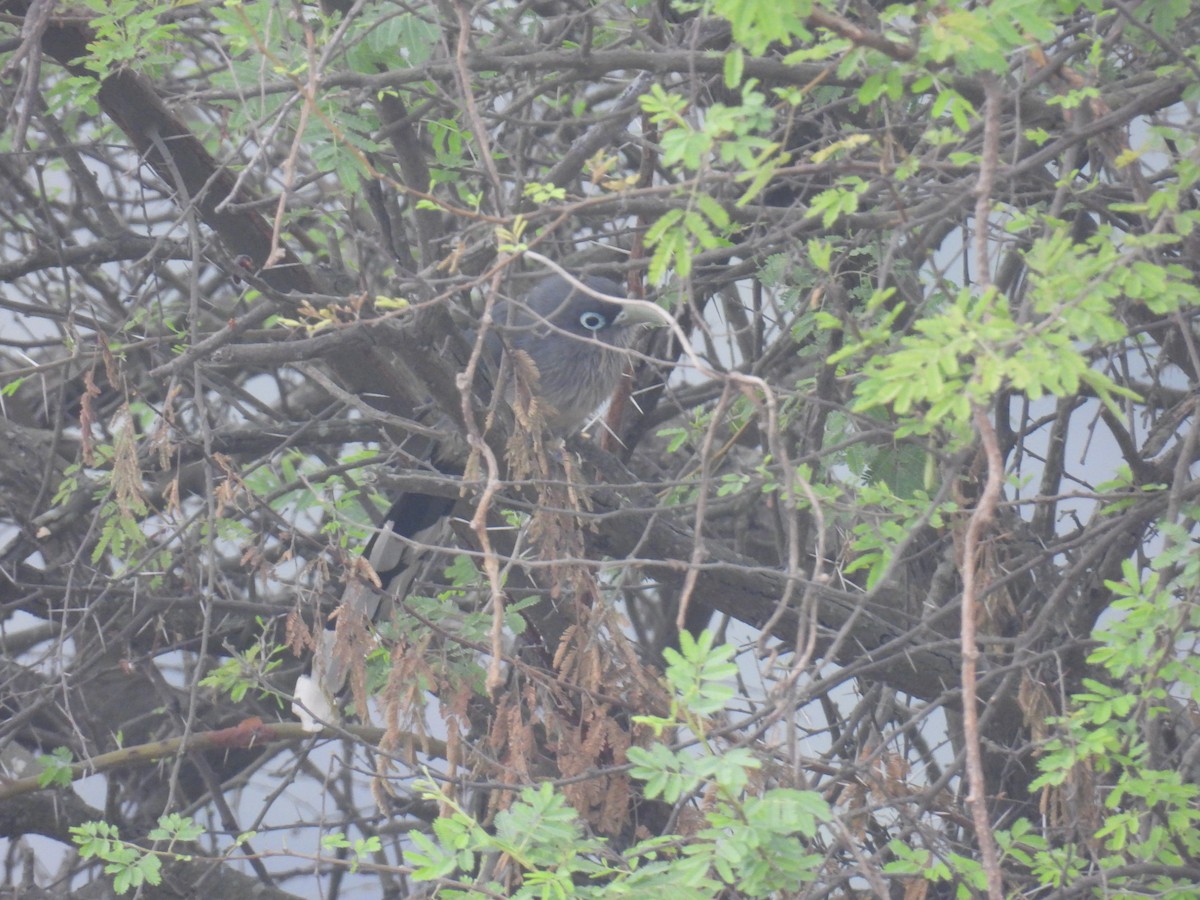 Blue-faced Malkoha - ML610722819