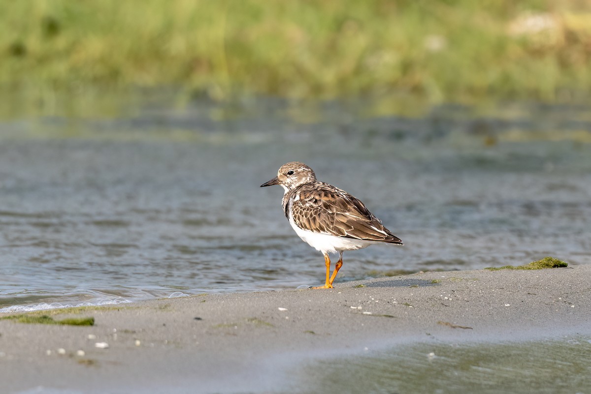 Ruddy Turnstone - Debankur  Biswas