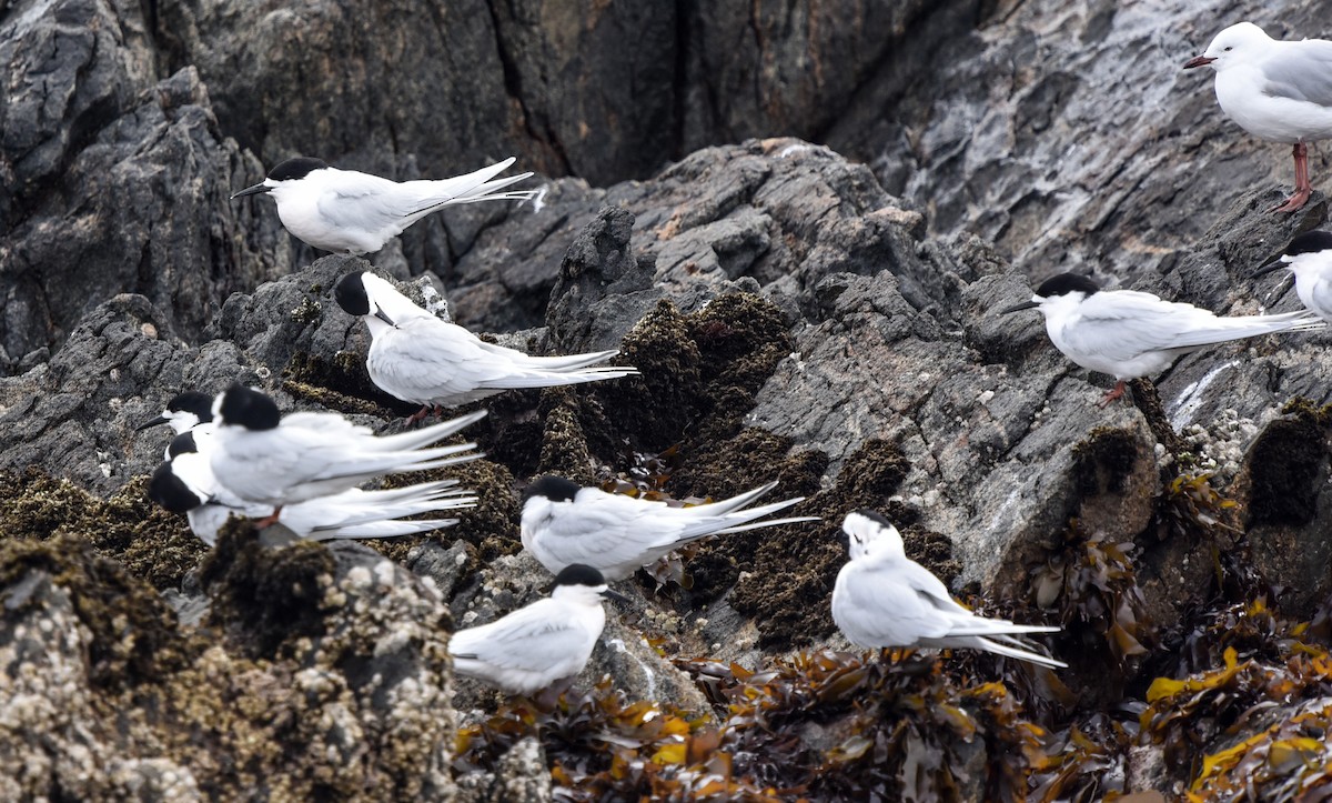 White-fronted Tern - Bruce Wedderburn