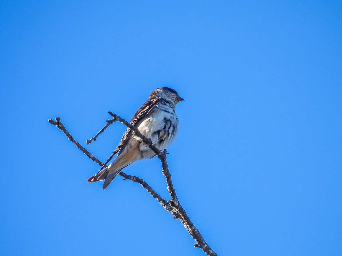 Tree Martin - ML610723023