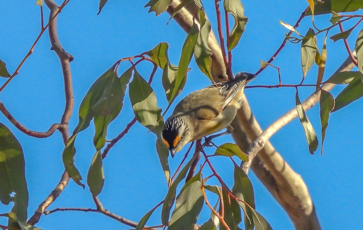 Striated Pardalote - ML610723030