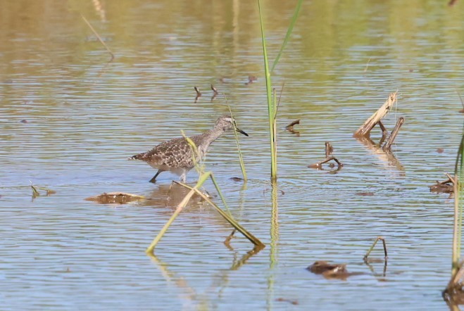 Bruchwasserläufer - ML610723075