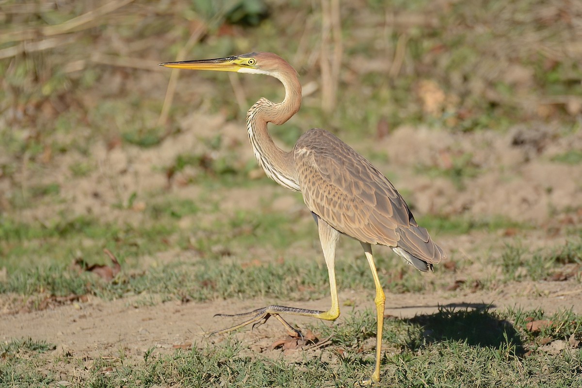 Purple Heron - Ergün Cengiz