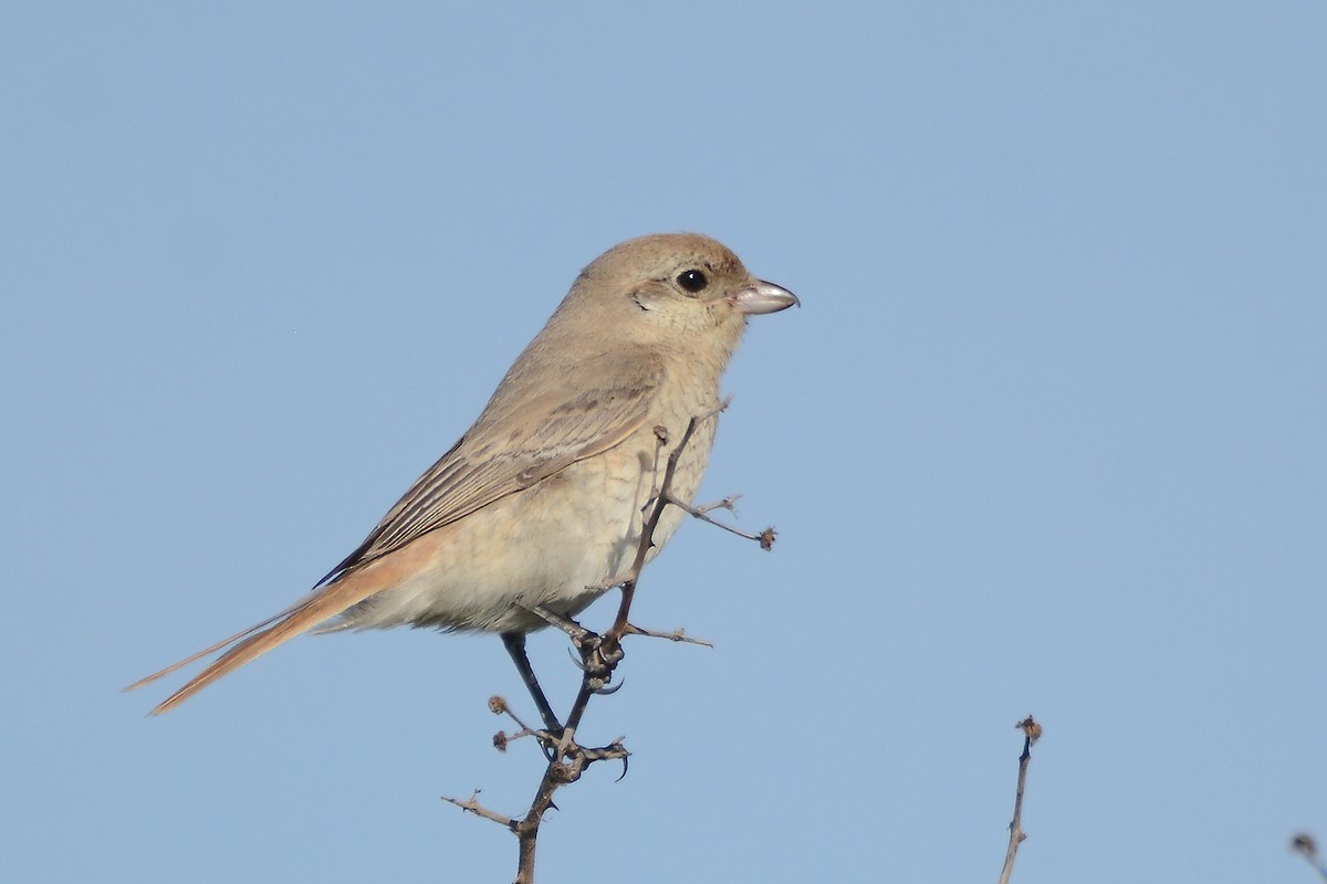 Isabelline Shrike - ML610723112