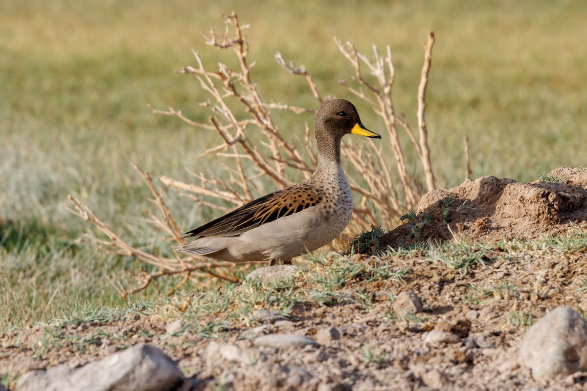 Yellow-billed Teal - ML610723178