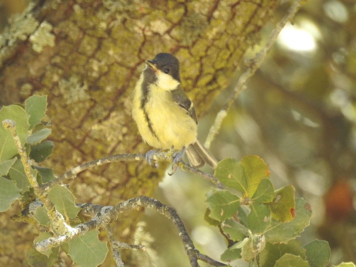 Mésange charbonnière - ML61072321