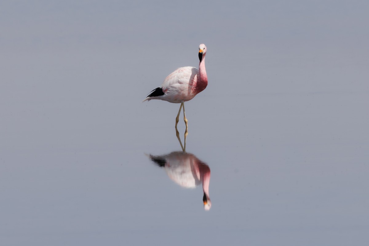 Andean Flamingo - Neil Broekhuizen