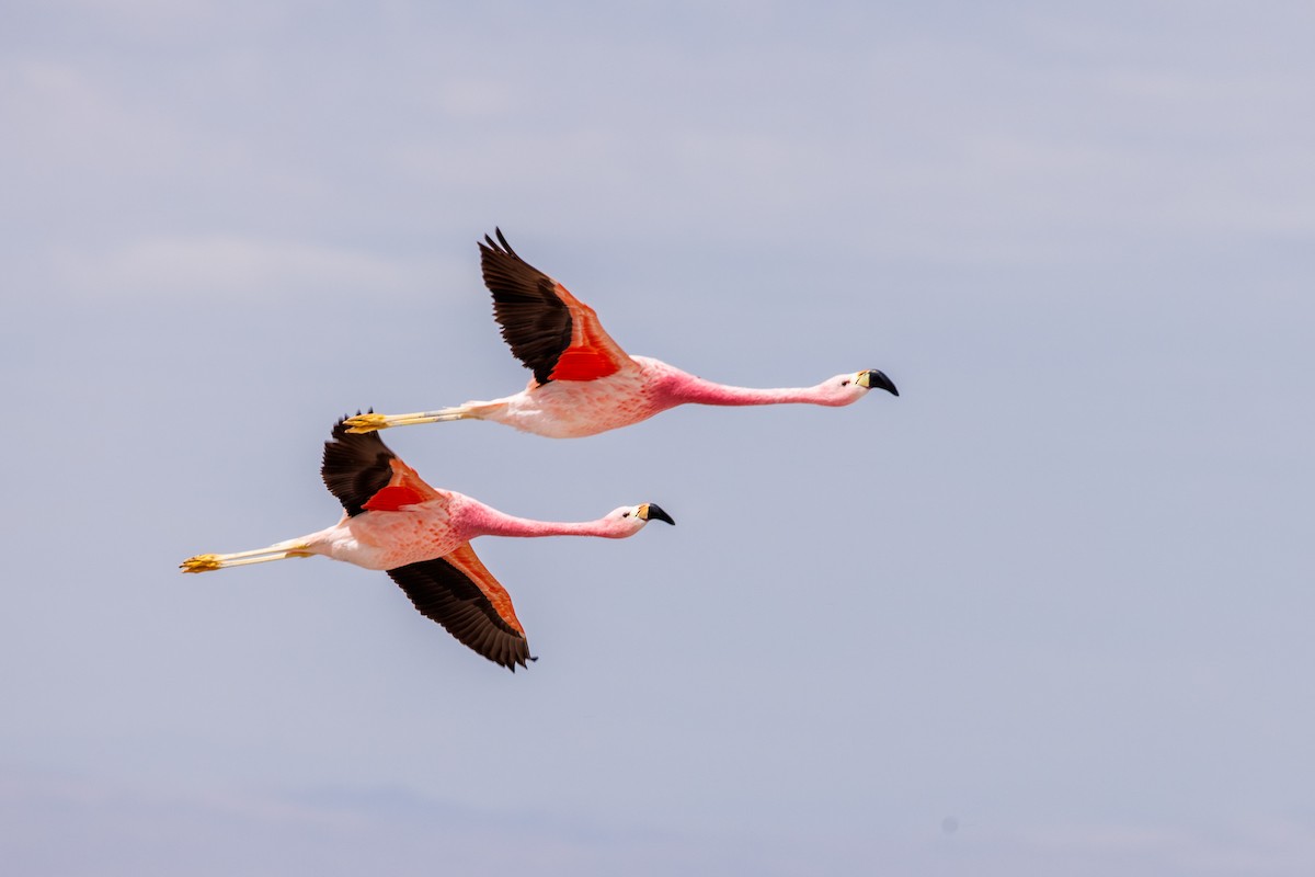 Andean Flamingo - Neil Broekhuizen