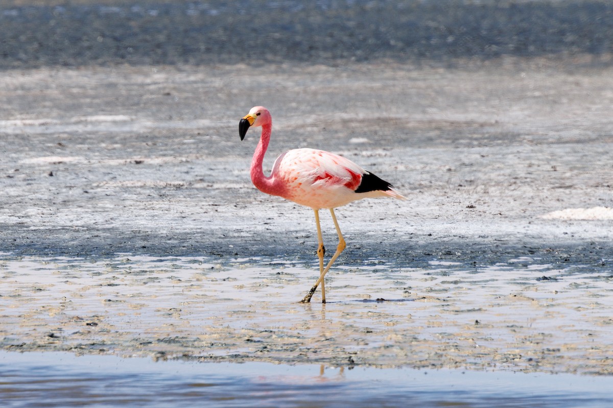 Andean Flamingo - Neil Broekhuizen