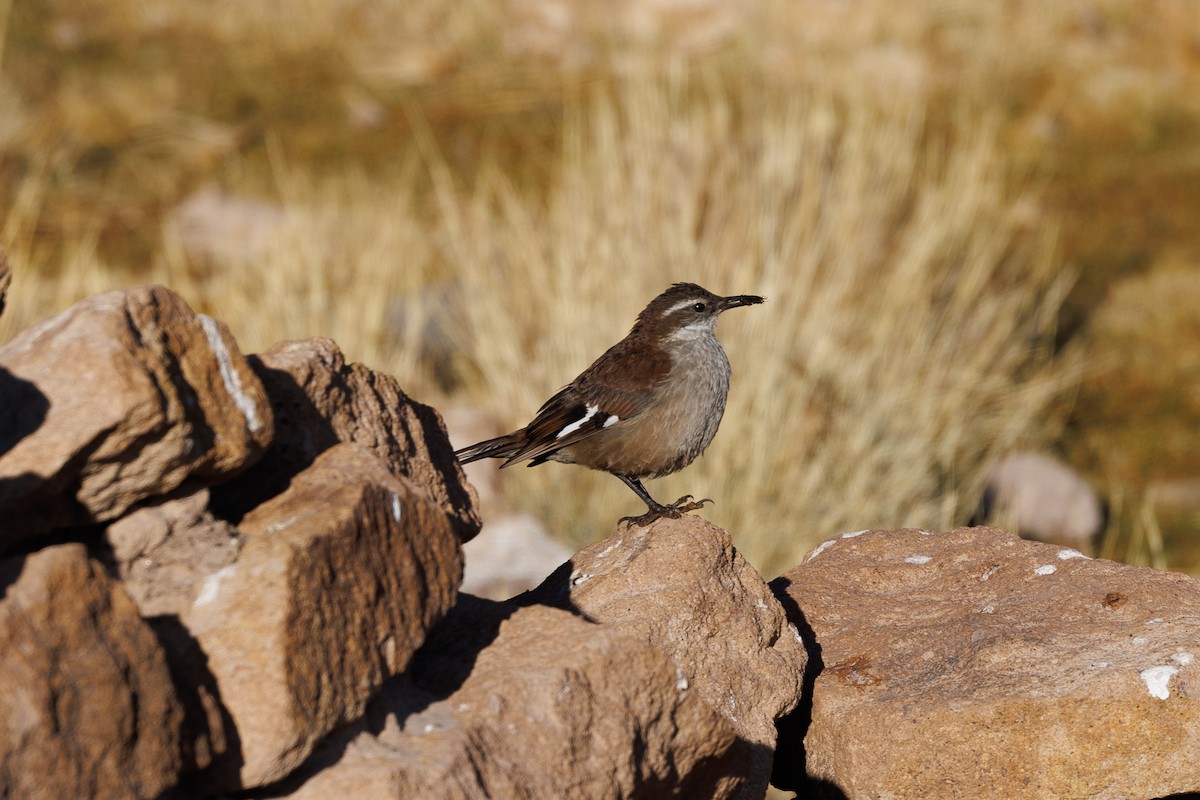 White-winged Cinclodes - ML610723270