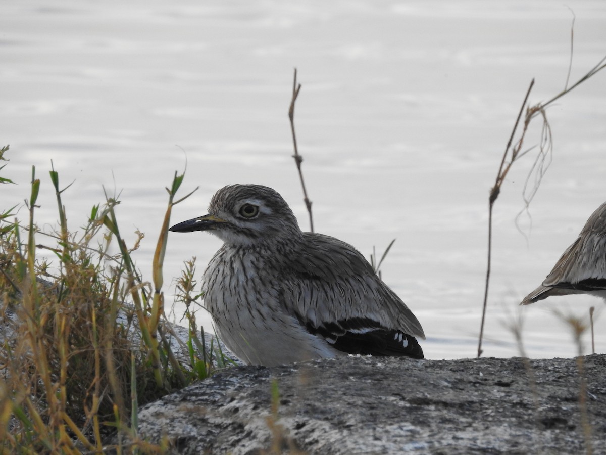 Senegal Thick-knee - ML610723291