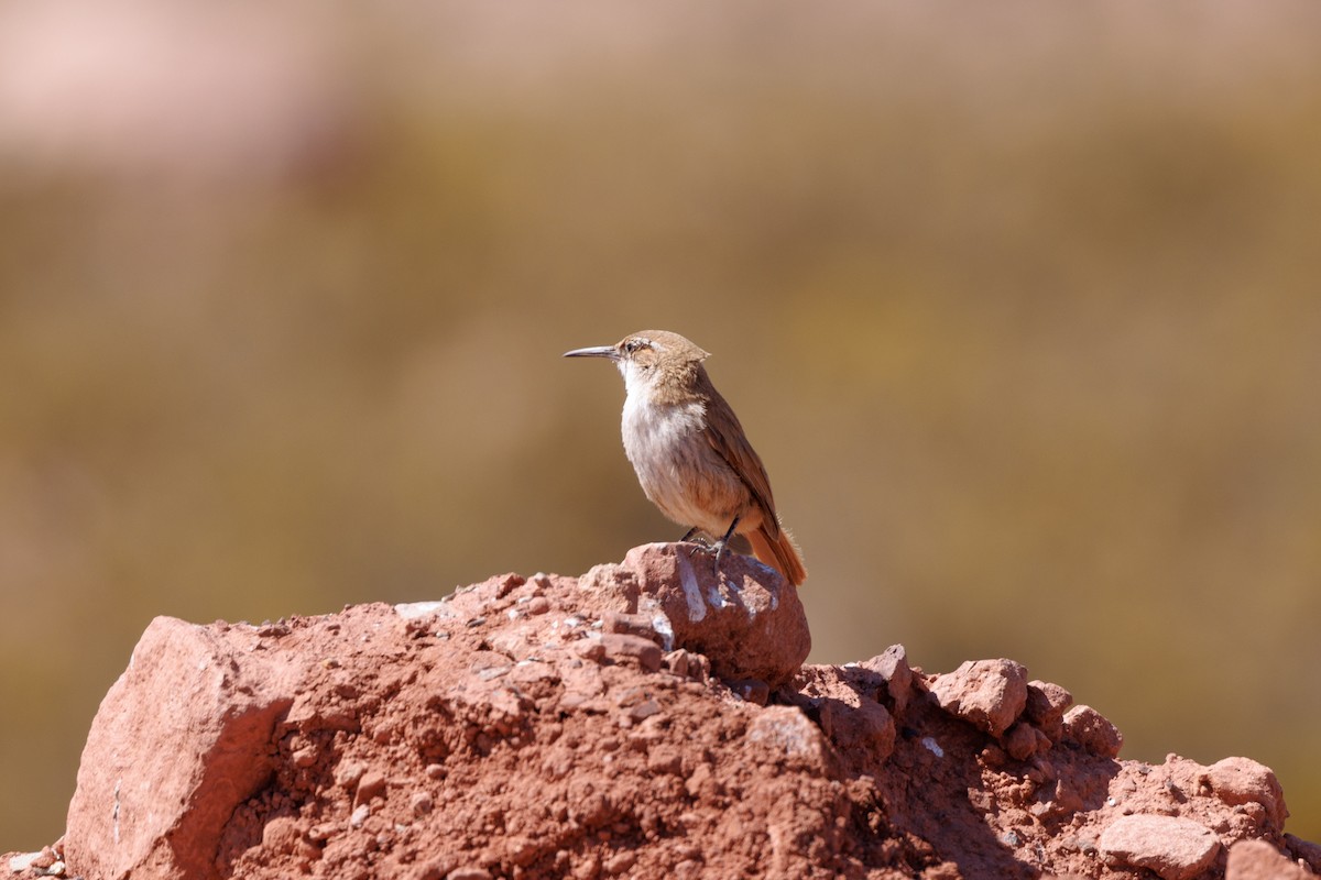 Straight-billed Earthcreeper - ML610723298