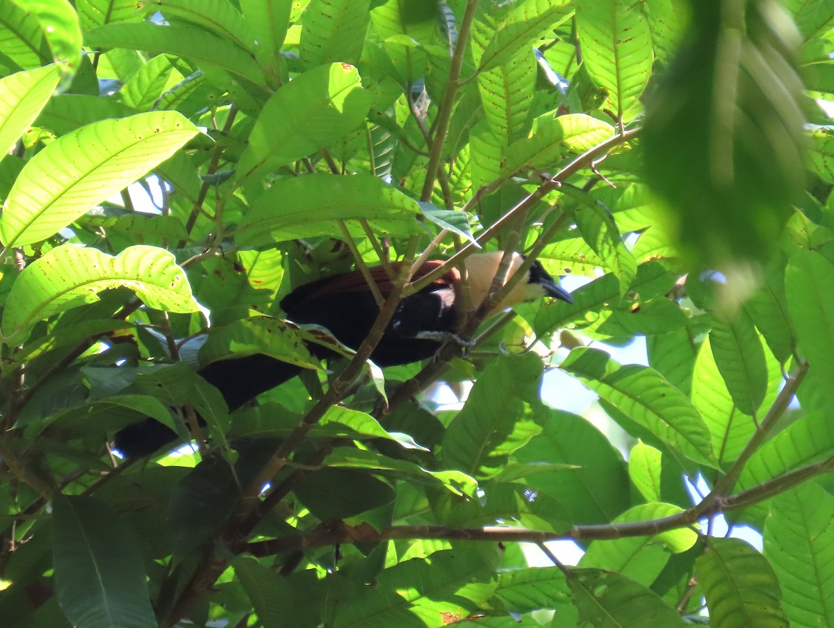 Black-faced Coucal - Bosco Chan