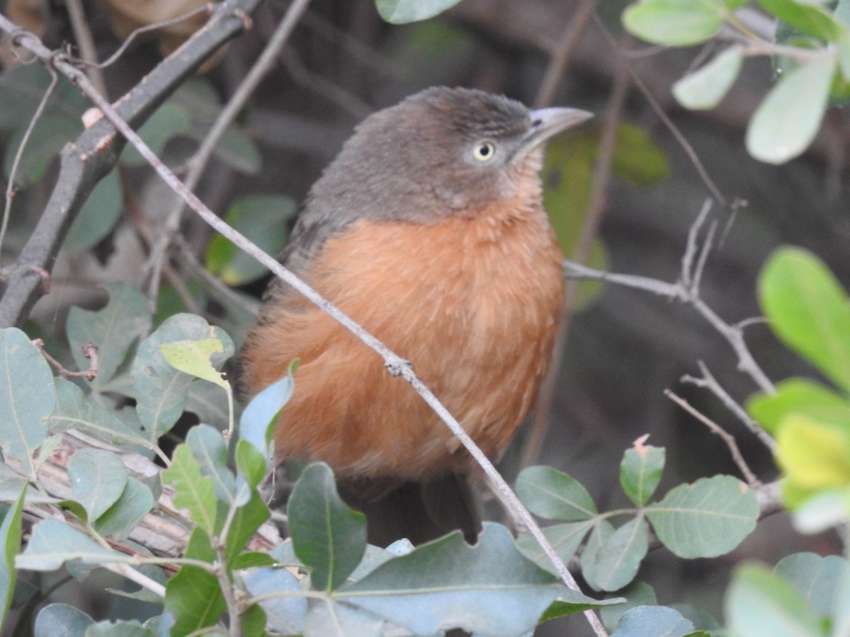 Rufous Chatterer - Suebsawat Sawat-chuto