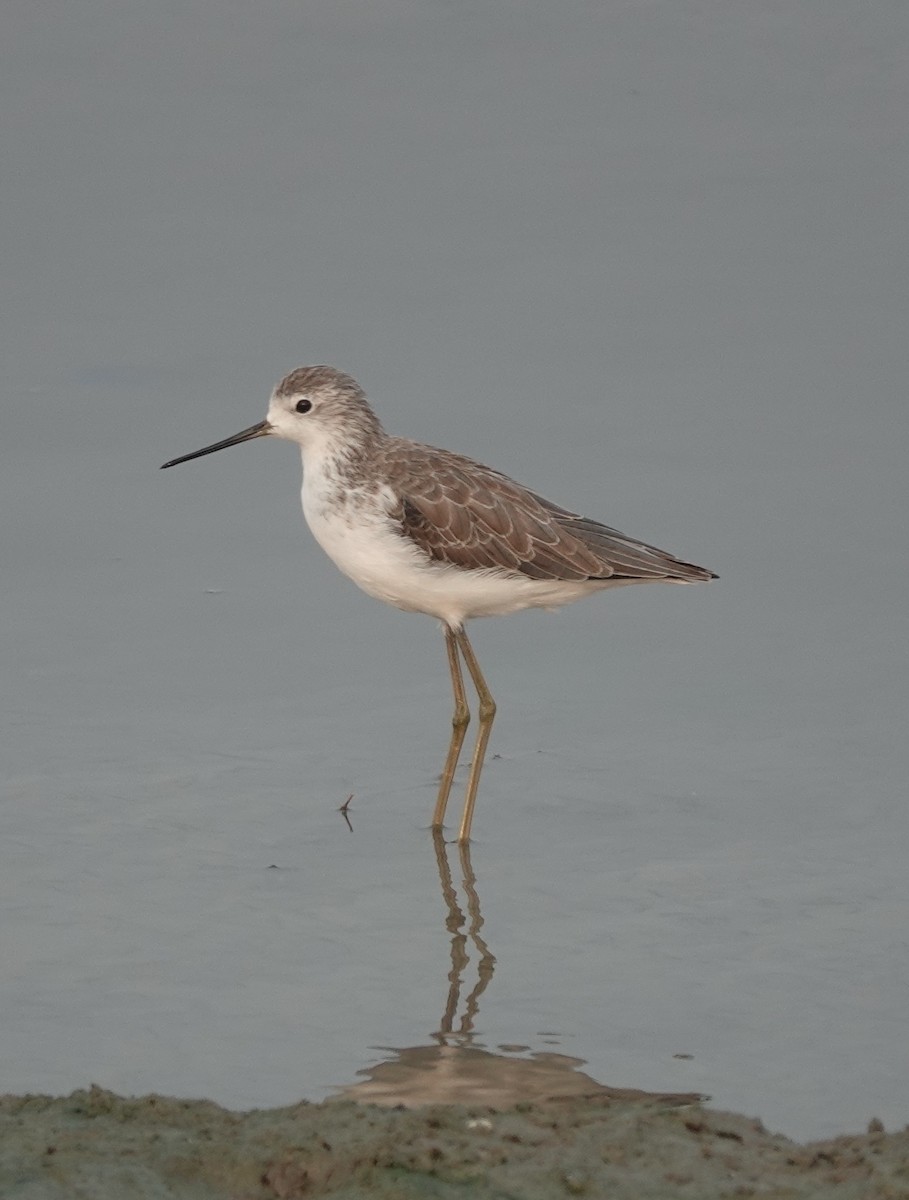 Marsh Sandpiper - Prof Chandan Singh Dalawat