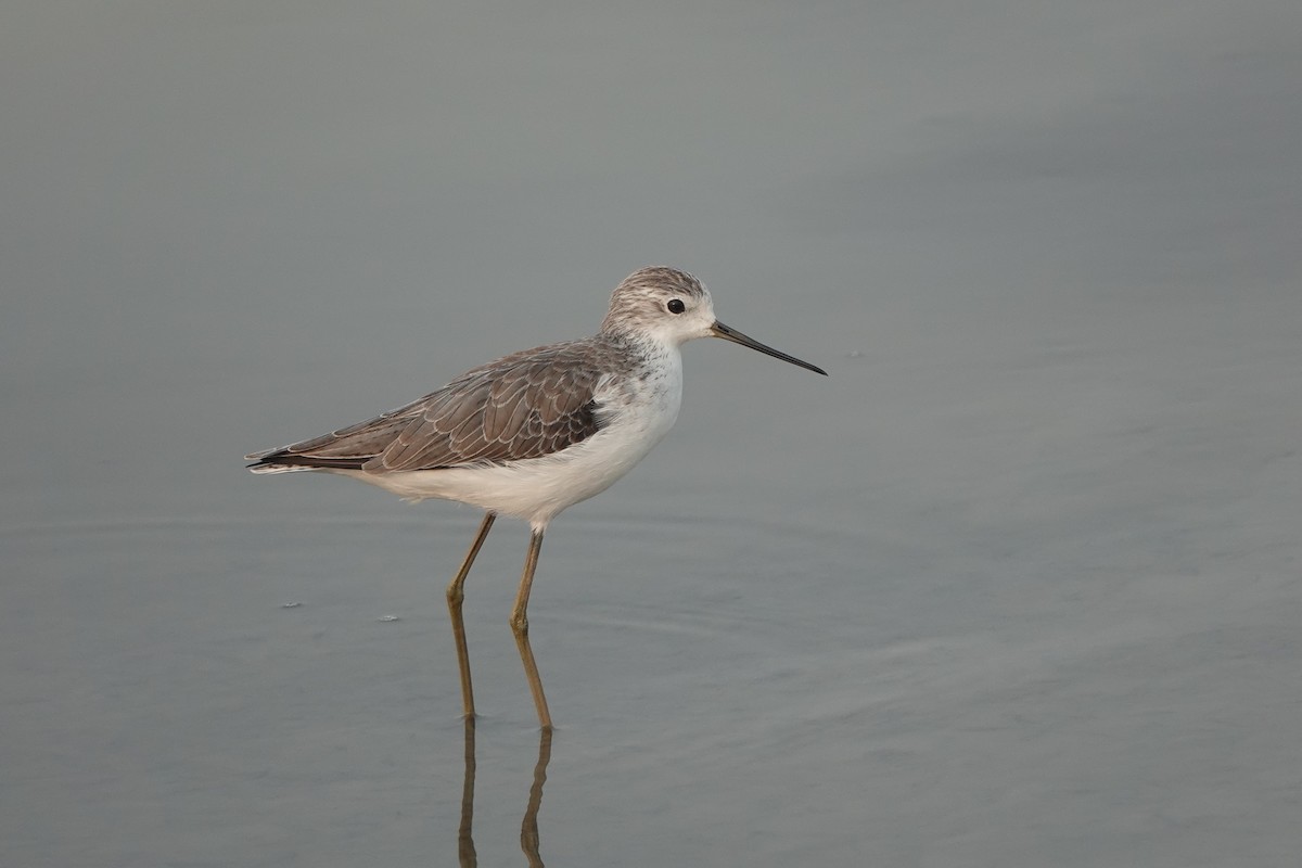 Teichwasserläufer - ML610723400