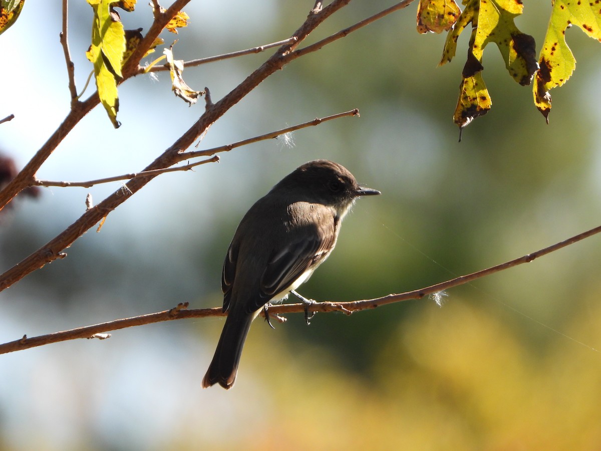 Eastern Phoebe - Andrew Guy