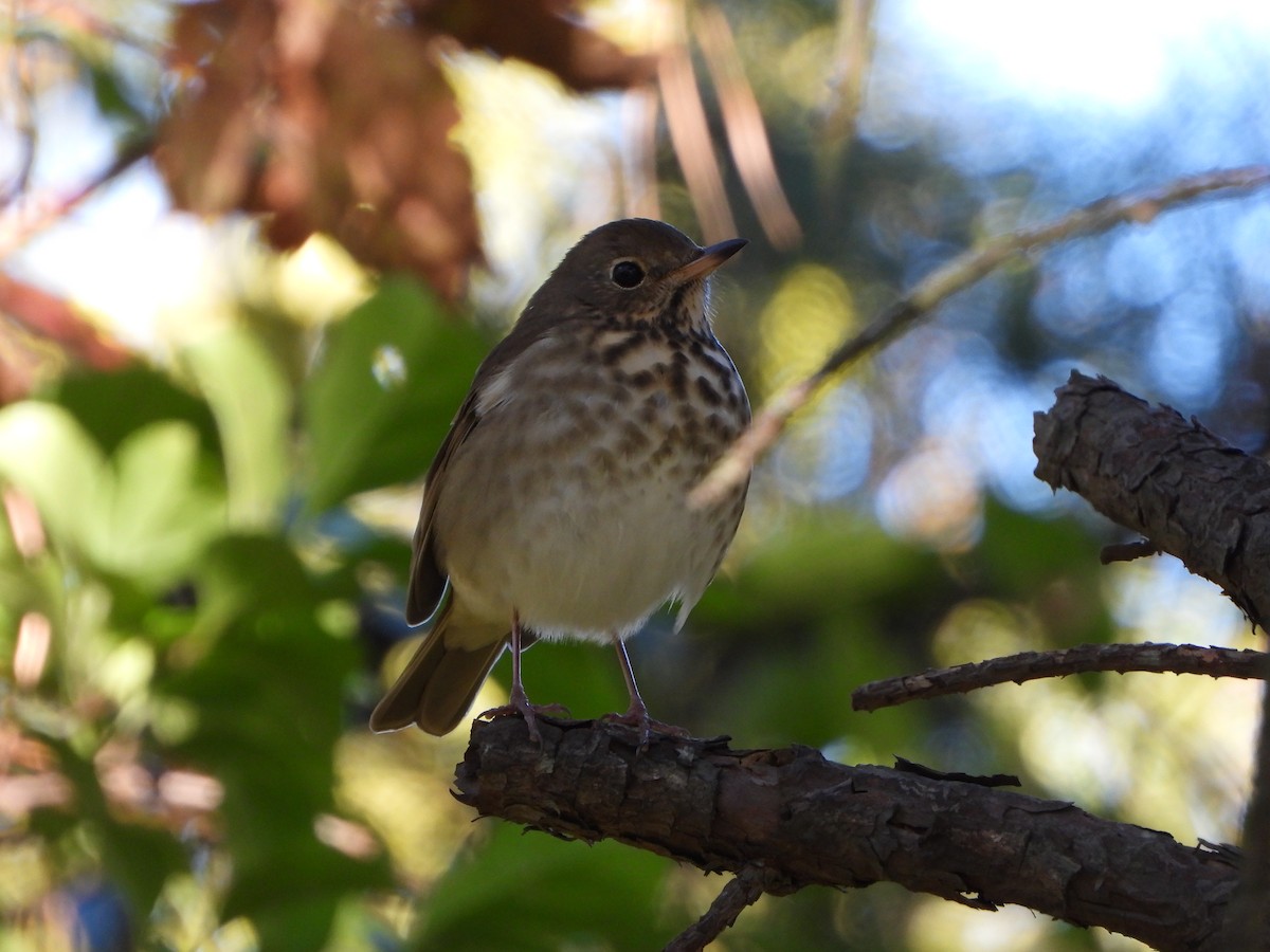 Hermit Thrush - Andrew Guy