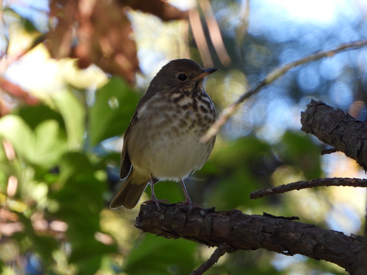 Hermit Thrush - ML610723501