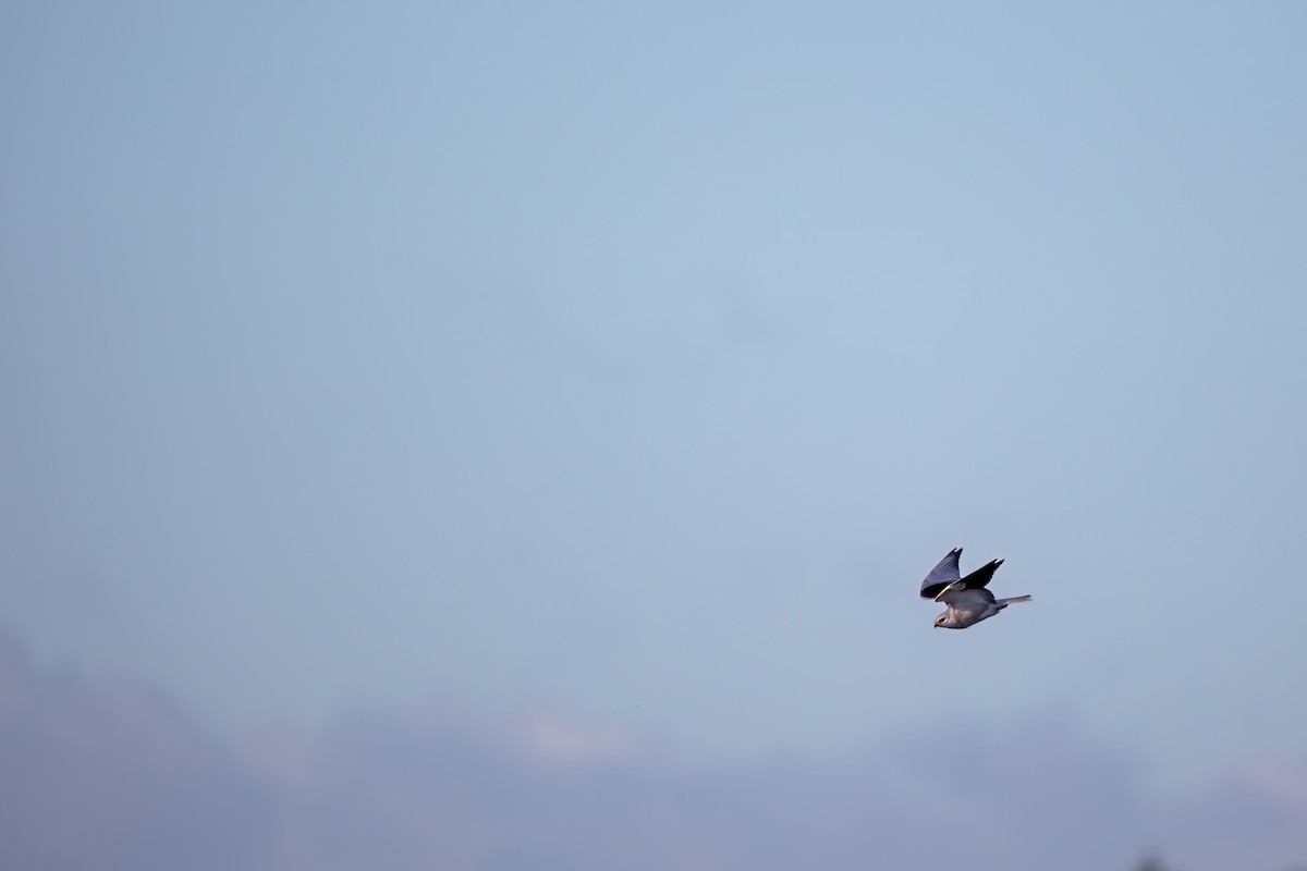 Black-winged Kite - ML610723510