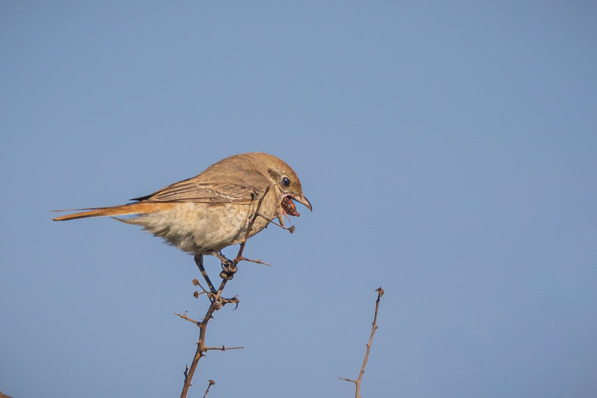 Isabelline Shrike - ML610723515