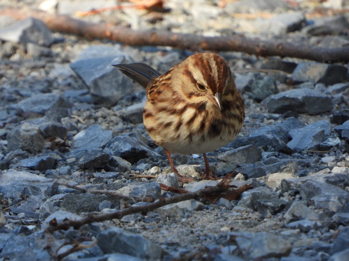 Song Sparrow - ML610723538