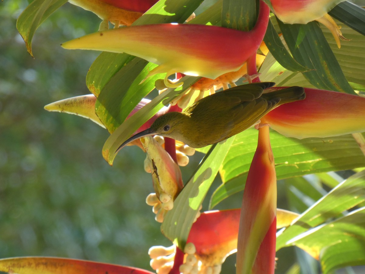 Gray-breasted Spiderhunter - ML610723575