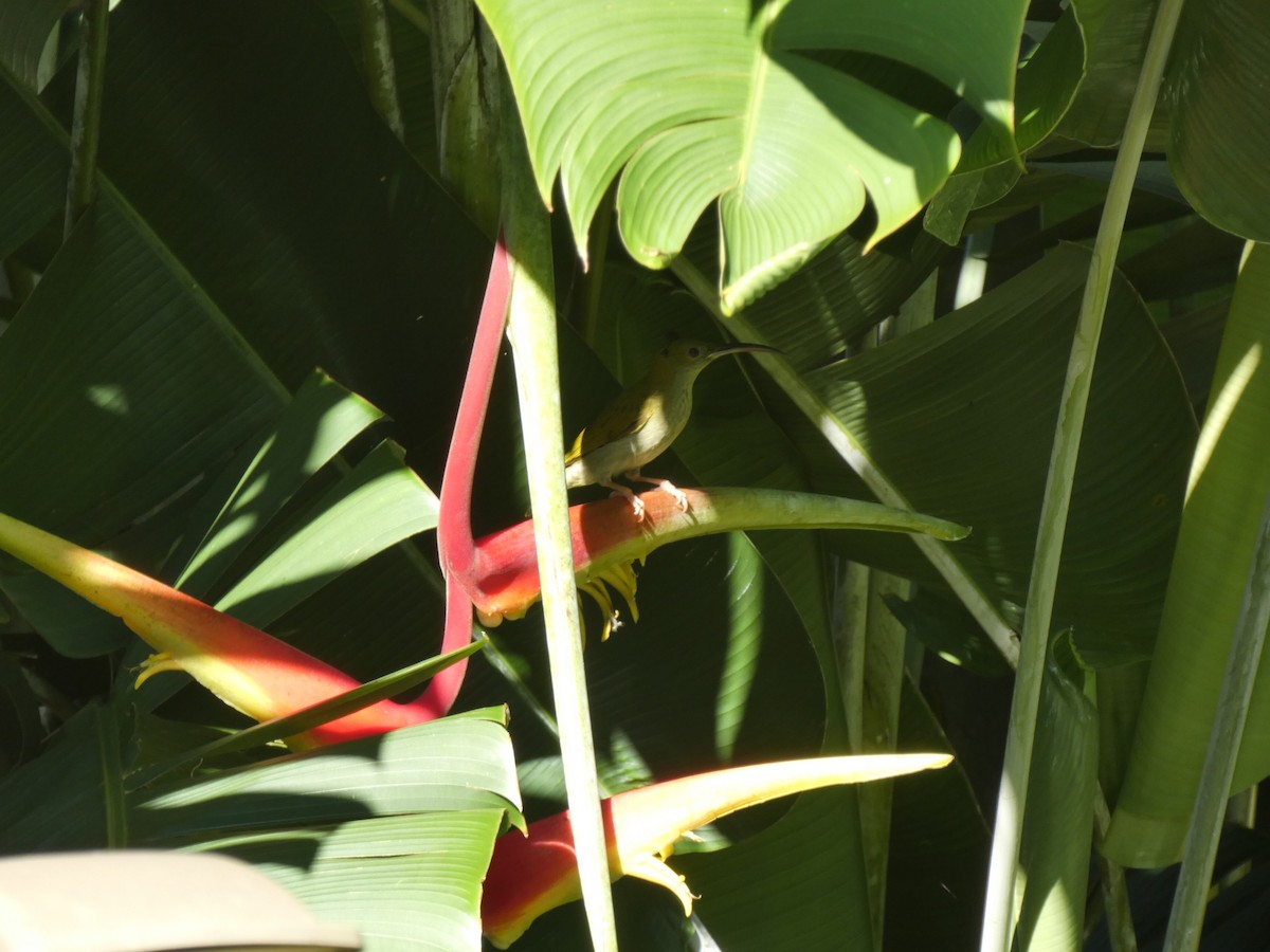 Gray-breasted Spiderhunter - ML610723621