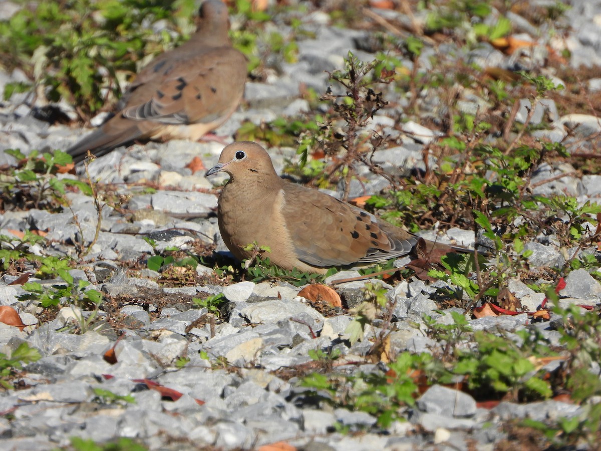 Mourning Dove - Andrew Guy