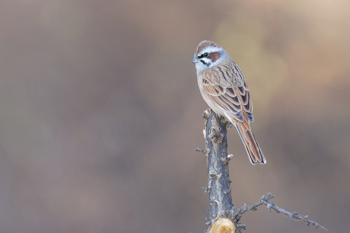 Meadow Bunting - Vincent Wang