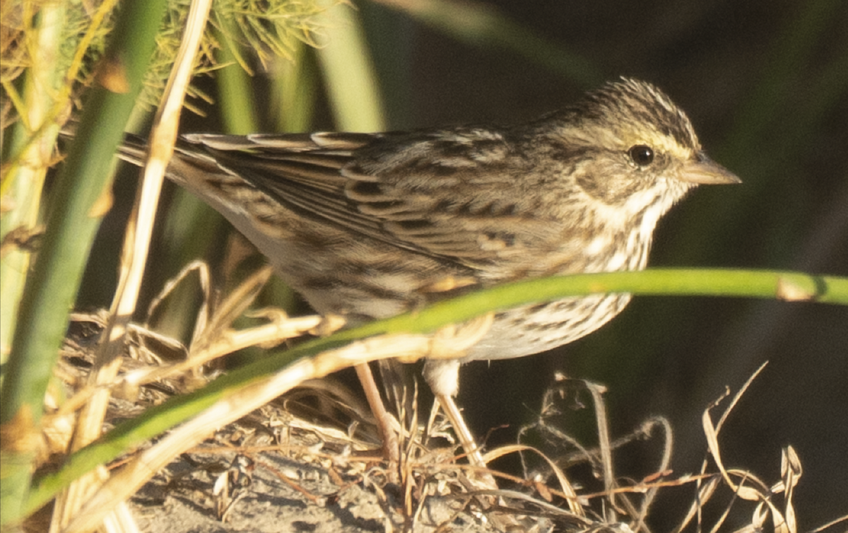 Саванная овсянка - ML610723773