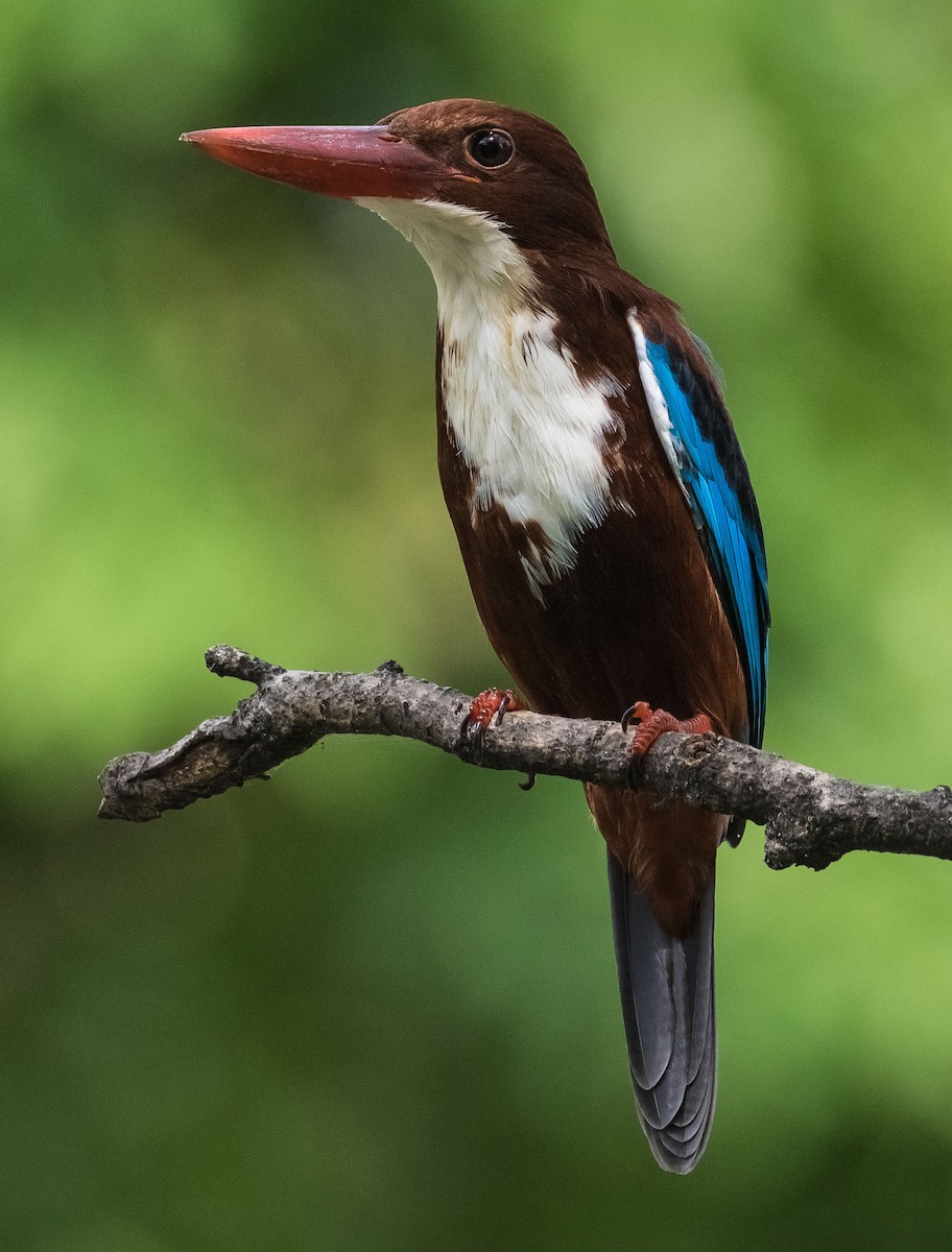 White-throated Kingfisher - ML610723830