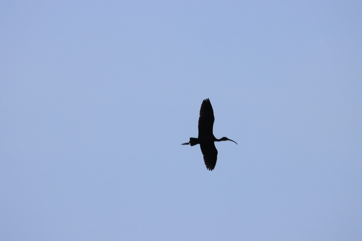 Glossy Ibis - ML610723850