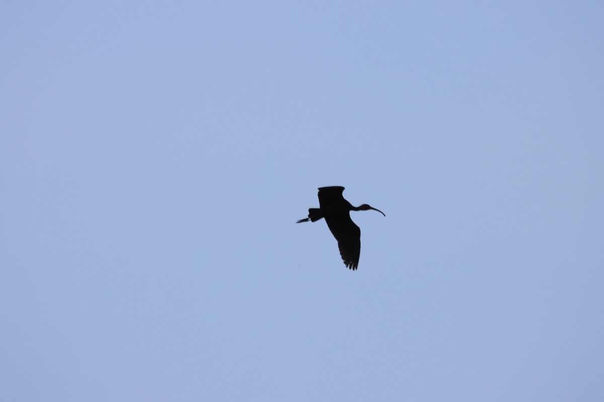 Glossy Ibis - ML610723852