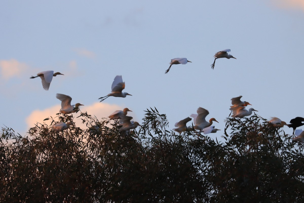 Eastern Cattle Egret - ML610723856