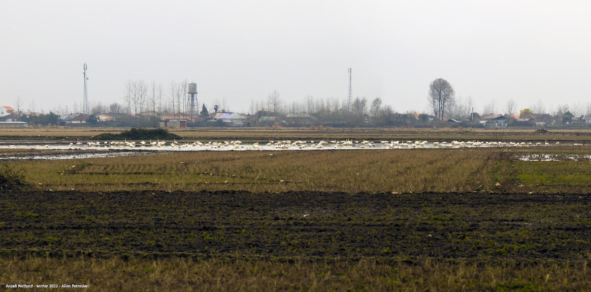 Whooper Swan - ML610723892