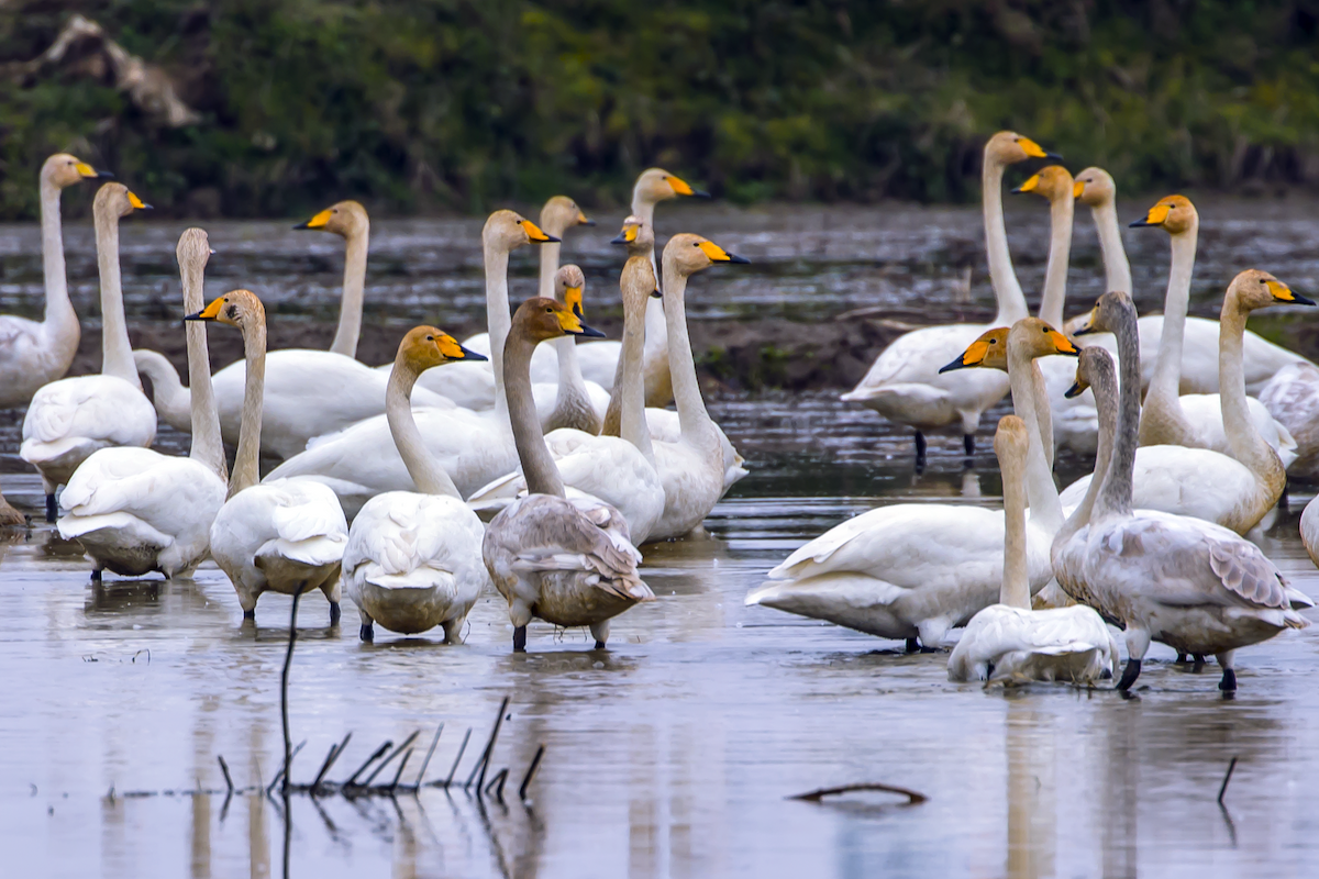 Whooper Swan - ML610723917