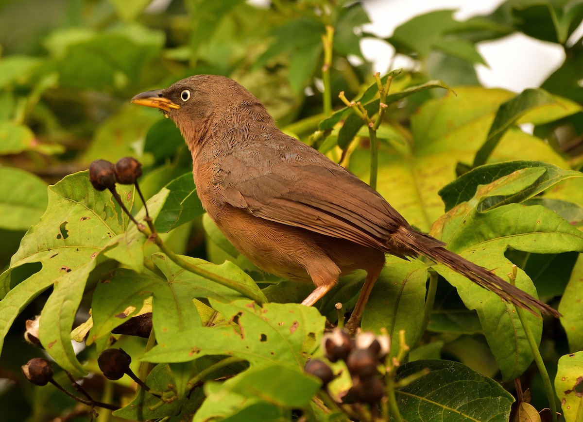 Rufous Babbler - ML610723975