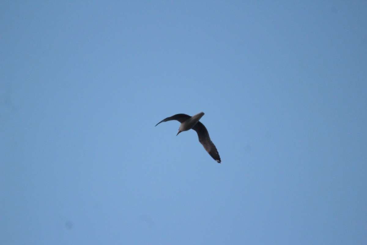 Brown-headed Gull - ML610724039