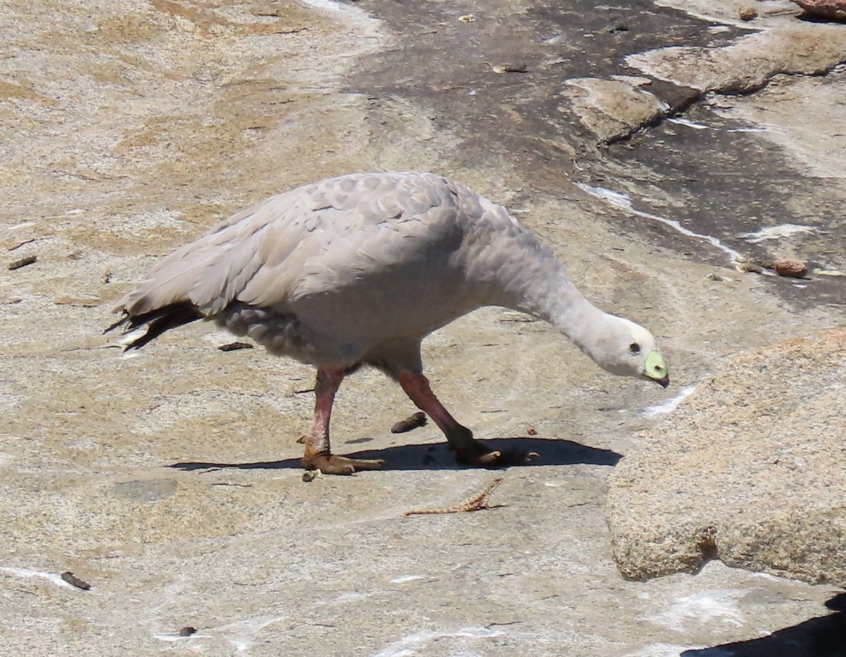 Cape Barren Goose - ML610724065