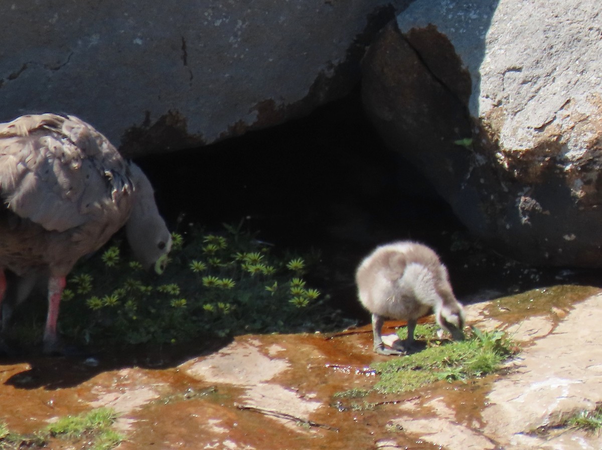 Cape Barren Goose - ML610724066