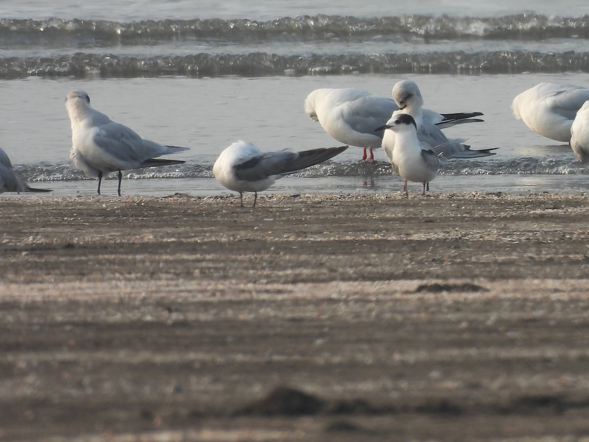 Common Tern - Chandrika Khirani