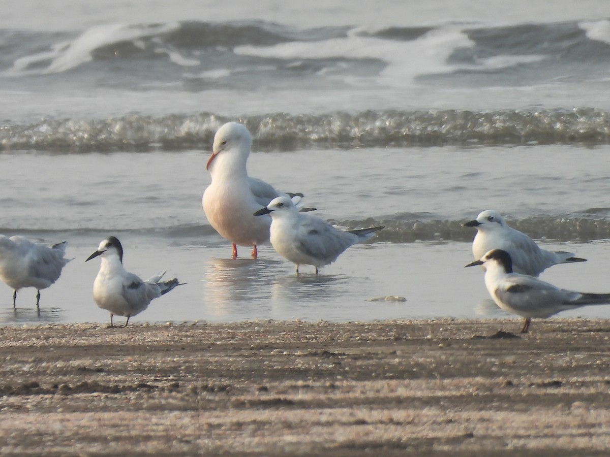 Slender-billed Gull - Chandrika Khirani