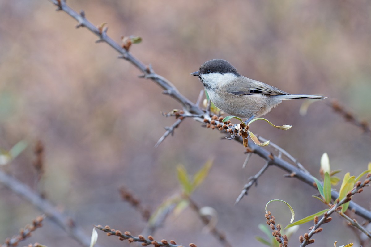 Willow Tit (Songar) - ML610724091