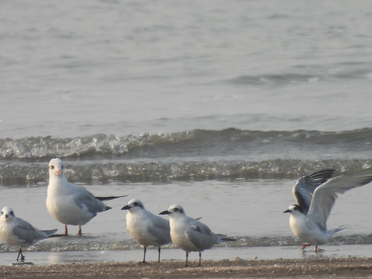 Gull-billed Tern - Chandrika Khirani