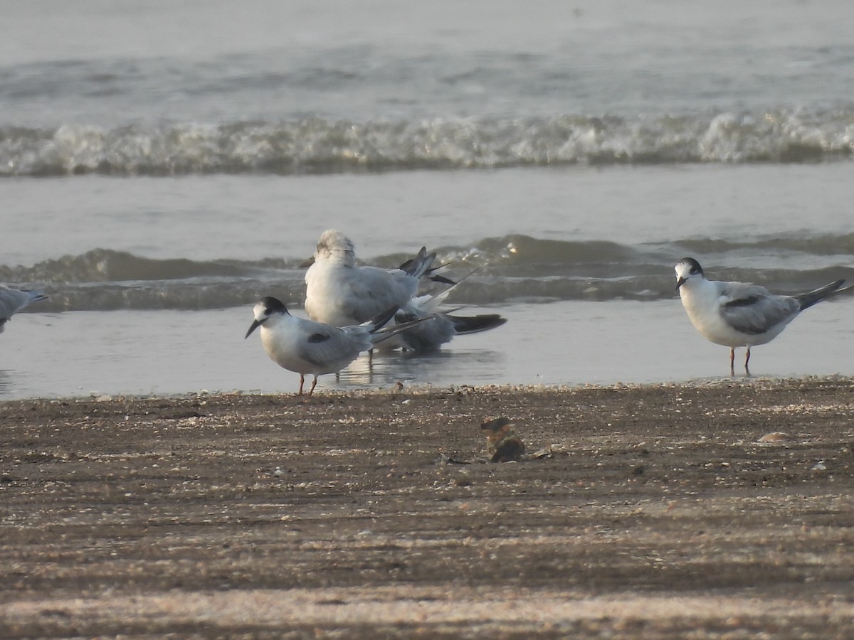 Common Tern - Chandrika Khirani