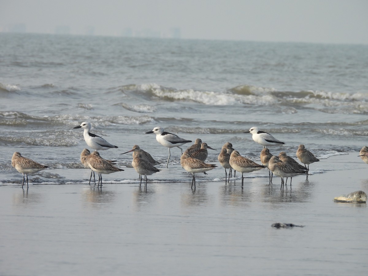 Bar-tailed Godwit - Chandrika Khirani